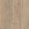 Acacia